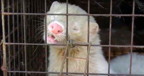 Japan says no to animal cruelty by closing its last remaining fur farm