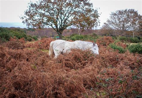 Adventures in the New Forest National Park! — DiscoverTheHorse