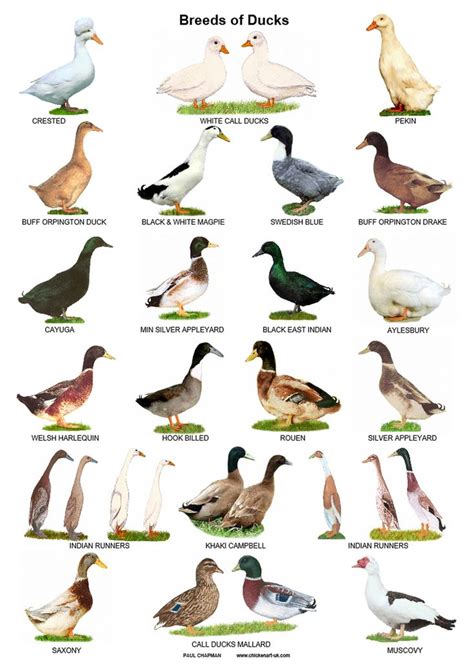 A4 Posters. Breeds of Ducks - Etsy UK | Bird breeds, Geese breeds, Pet ducks