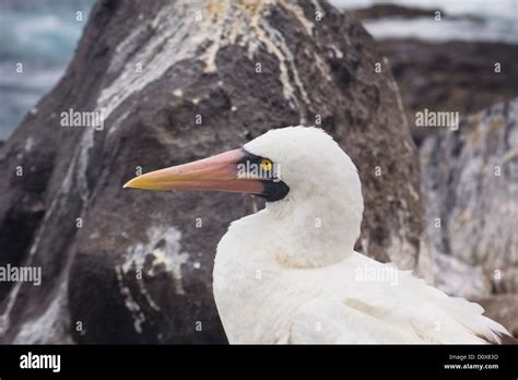 Nazca Masked Booby, Punta Suarez, Isla Espanola, Galapagos Islands, Ecuador, South America Stock ...