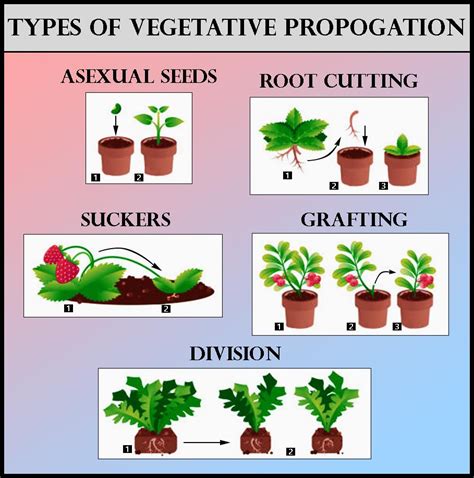 Vegetative Propagation: Know the Definition, Types, & More- Embibe