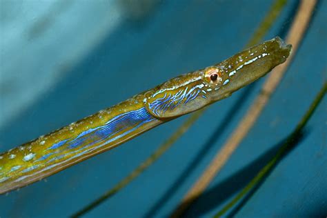 No thicker than a straw, the beautiful Straightnose pipefish (Neros ophidion) is almost ...