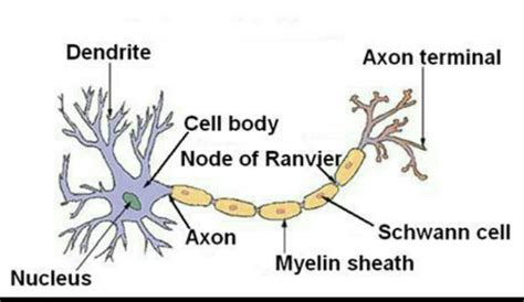 Nerve Cell Labelled Diagram