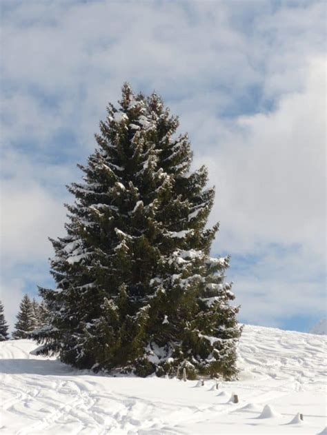 Imagen gratis: invierno, nieve, frío, coníferas, colina, cielo azul, paisaje, árbol, helada ...