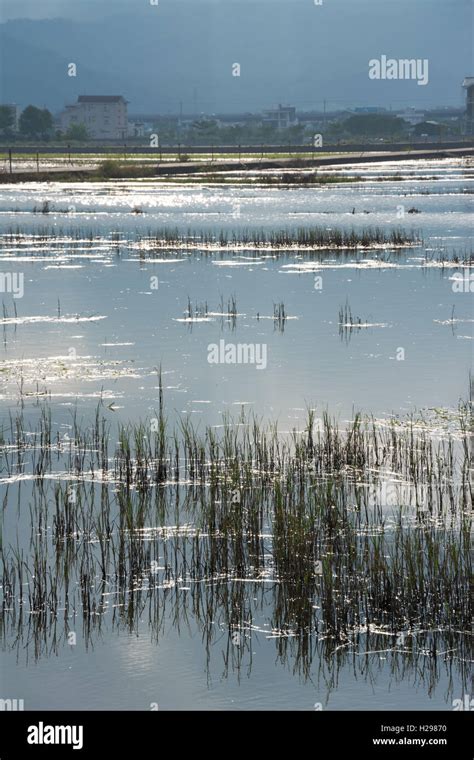 Landscape with a swamp Stock Photo - Alamy