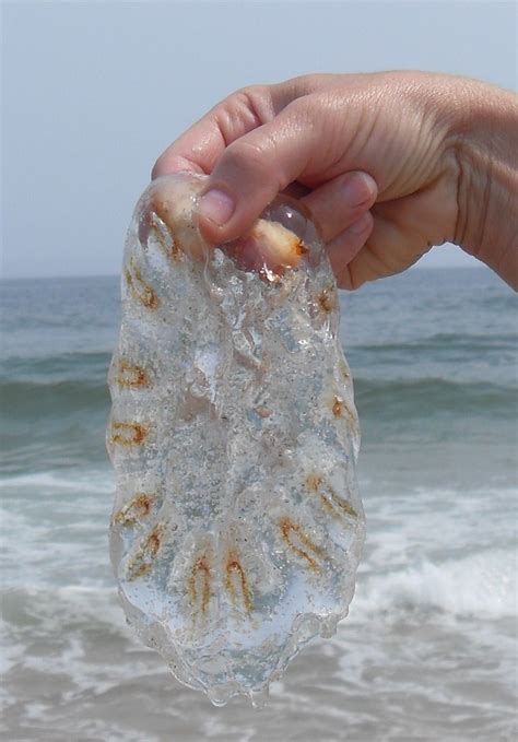 Uma água viva, porém morta. ( A dead Jelly Fish) | Em nossas… | Flickr