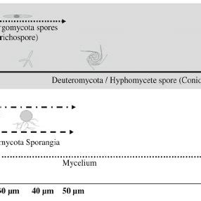 Asexual life cycle of aquatic hyphomycetes. Figure reproduced from ...