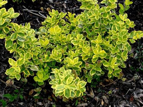 Euonymus fortunei CANADALE GOLD | Herbs, Garden