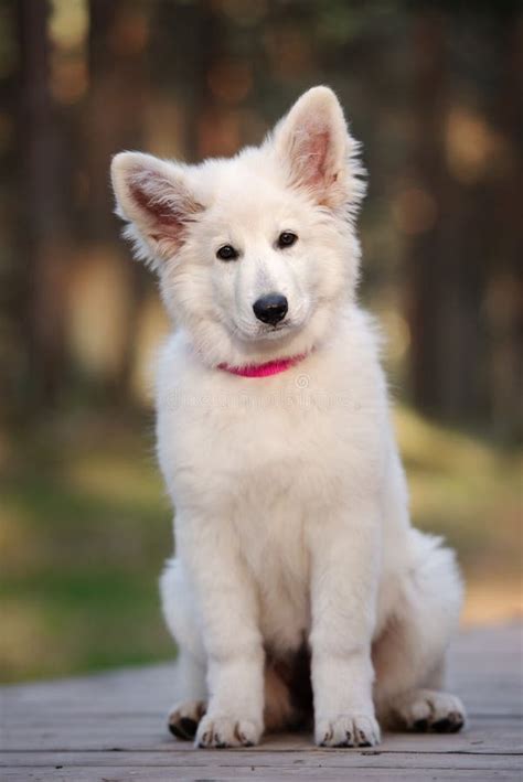 23 White Swiss Shepherd Puppies PNG – Pet My Favourite