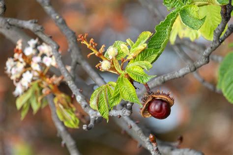 Horse Chestnut Vs. Buckeye Trees: Learn About Different Types Of Horse ...