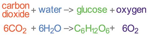 B4 A) Photosynthesis – AQA Combined Science Trilogy - Elevise