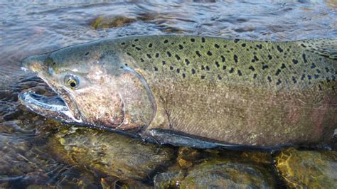 Chinook Salmon Fact & Information Guide - American Oceans