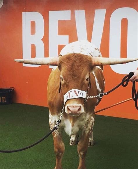 Pin on Bevo XV