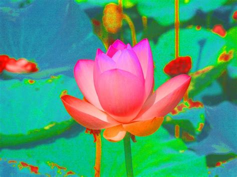 Electric Lotus | Smithsonian Photo Contest | Smithsonian Magazine