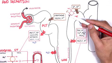 Nephrology - Physiology Reabsorption and Secretion - YouTube