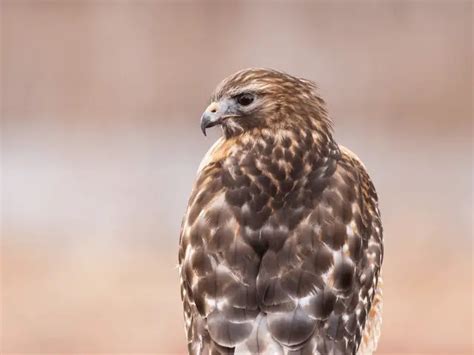 Florida Hawks: 9 Raptor Species To Get to Know - BirdingHub