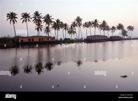 Houseboats and palm trees before sunrise on the banks of the Kuttanad the backwaters of Kerala ...