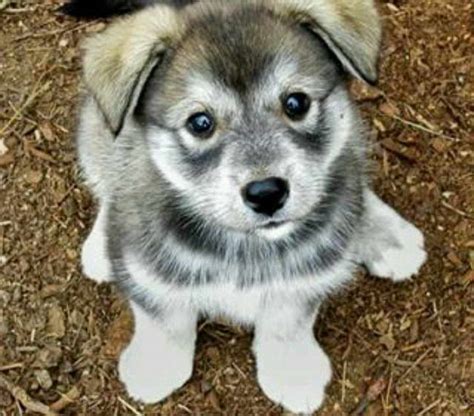 Husky Wolf Mix Puppy