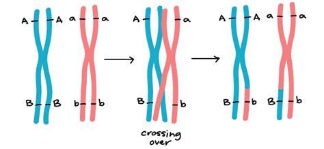 5-Step Guide to Understand Linked Genes & Chromosome Meiosis