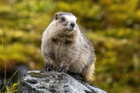 Alaska's Pika Township & Marmot Village | A Truly Rare Hike