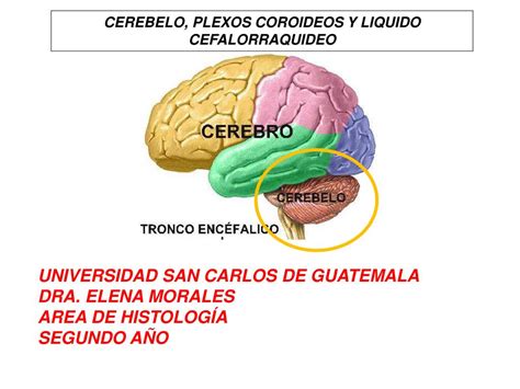 PPT - CEREBELO, PLEXOS COROIDEOS Y LIQUIDO CEFALORRAQUIDEO PowerPoint Presentation - ID:5744676