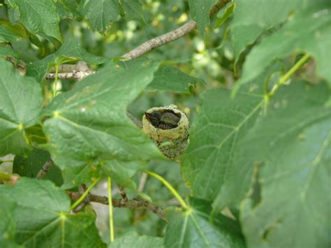 Ohio Birds and Biodiversity: Ruby-throated Hummingbird nest