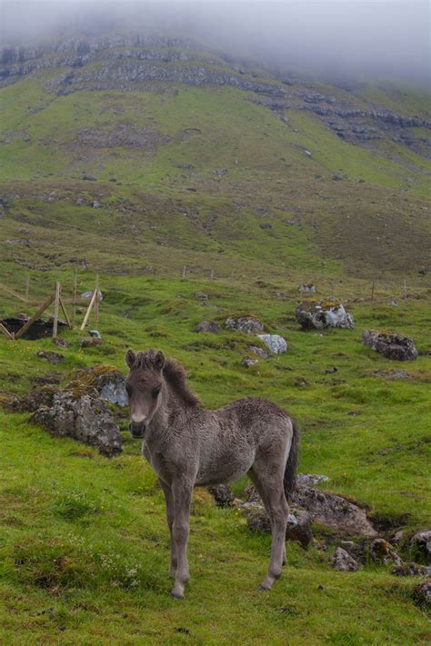 Travelettes » » animals of the faroe islands-6