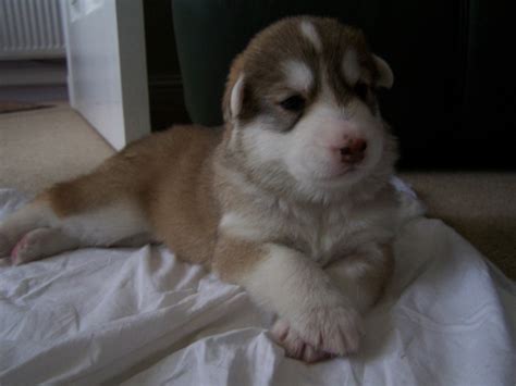 Northern Inuit Puppies Pictures Photos Pics