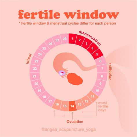 The 4 Keys To Finding Your Fertility Window - Angea