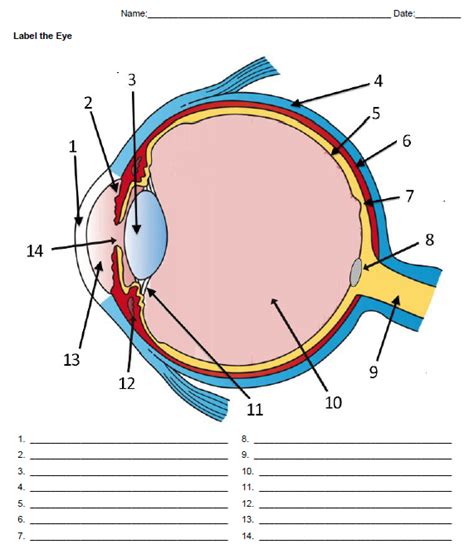 Diagram of the eye with labels