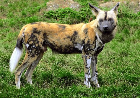 The Struggle of the African Wild Dog - Conservation Articles & Blogs - CJ