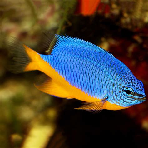 Azure Damsel (Chrysiptera hemicyanea) in 2020 | Salt water fish, Fish tank, Fish