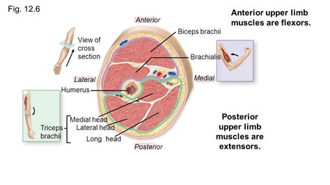 I like how it shows the cross section through the arm of where it is!! | Arteries anatomy ...