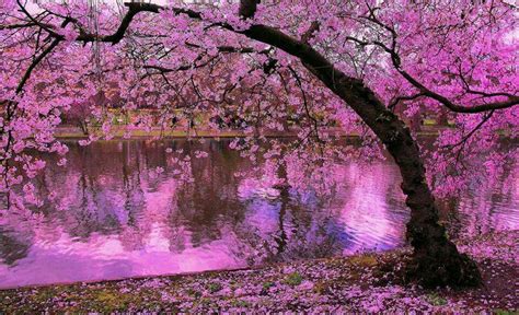 Pin by MARIA JOSE ob on IMÁGENES BONITAS | Tree wallpaper, Cherry blossom wallpaper, Magical tree