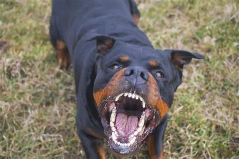 Why Do Rottweilers Growl and Show Teeth? Understanding Their Behavior | by Yourgiantdog | Medium