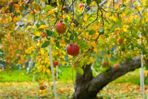 Apples! - Visit Oconee South Carolina