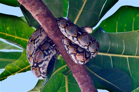 Khao Sok Jungle & Thailand Rainforest. Khao Sok National Park Wildlife