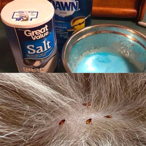 Using Dawn Dish Soap and Table Salt, get rid of your pet's fleas ...