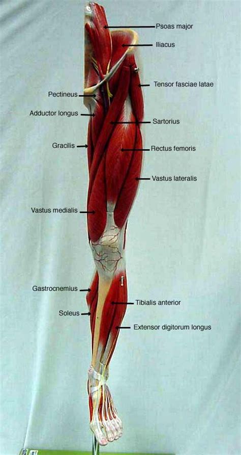 Pin by Cynthia Cooper on Anatomy: Model | Muscle anatomy, Human body anatomy, Body anatomy