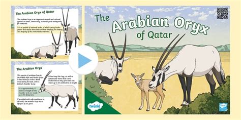 The Arabian Oryx of Qatar PowerPoint (teacher made) - Twinkl