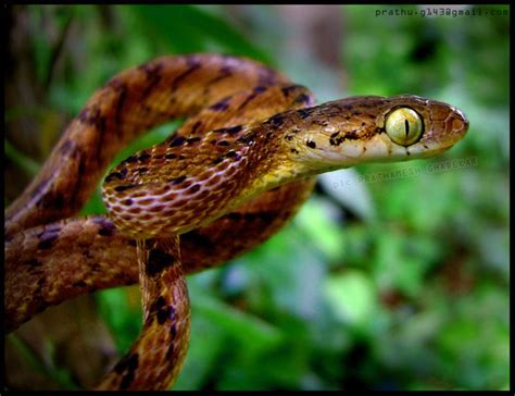 Boiga ceylonensis; Ceylon's Cat Snake | Cool snakes, Amphibians, Snake