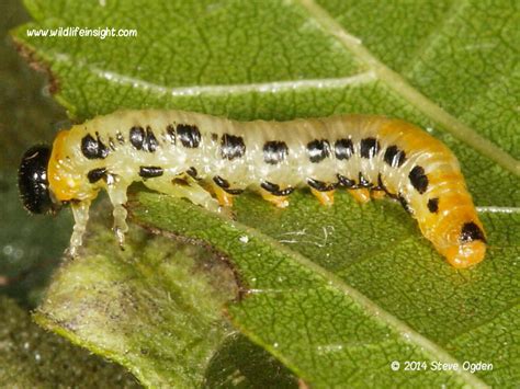 Identification of Sawfly caterpillars on garden plants, shrubs, trees ...