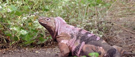 Galapagos pink land iguana - Galapagos Conservation Trust