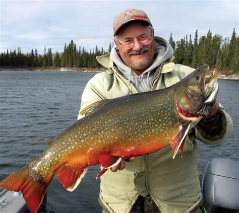 Brook trout - Alchetron, The Free Social Encyclopedia