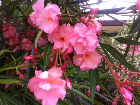 Nerium splendens Double Pink Dwarf/compact Oleander. | Brenlissa Online ...