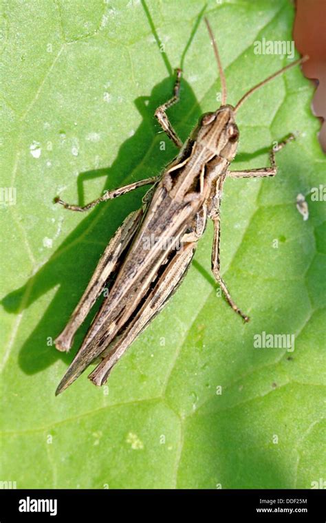 Brown short-horned Grasshopper, Chorthippus biguttulus Small brown Stock Photo, Royalty Free ...