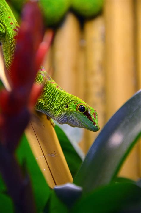 Phelsuma by Valvador on DeviantArt