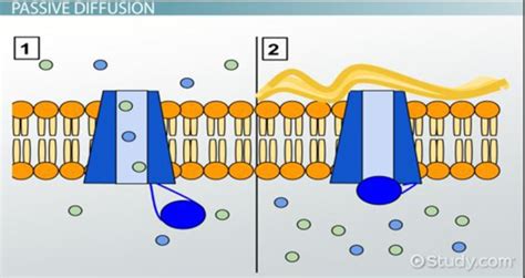 Concentration Gradient - Biology Simple