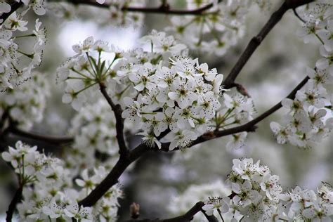 Ornamental Pear Tree Blossoms Photograph by Dwayne Lenker - Fine Art ...