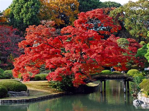 automne-fond d'écran paysage Japon Aperçu | 10wallpaper.com